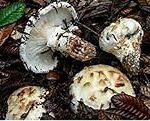Guía de compra: Seta Matsutake - Análisis y comparativa de precios para tu sushi perfecto