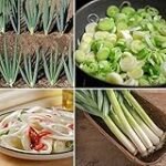 Las mejores cebolletas chinas para darle un toque auténtico a tu sushi: Análisis y comparativa de productos