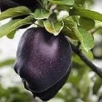 Las manzanas negras: un ingrediente exótico para tus creaciones de sushi