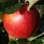 Análisis y comparativa de las mejores manzanas chinas para sushi: ¡Descubre cuál es la ideal para tus creaciones!
