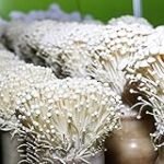 Análisis y comparativa de las mejores setas coreanas para sushi: Descubre cuál es la ideal para tus rollos