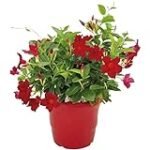 Análisis y comparativa: Jazmín rojo, el ingrediente perfecto para tu sushi