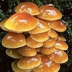 Análisis de los mejores Pholiota Nameko para sushi: ¡Descubre cuál es el más sabroso!