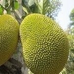 Análisis y comparativa: Los mejores productos de jackfruit para sushi
