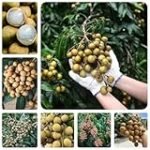 Longan: la fruta exótica ideal para complementar tus creaciones de sushi