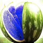 Análisis y comparativa: Melón Yubari, el toque exótico perfecto para tus creaciones de sushi