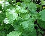 Albahaca japonesa: La clave aromática para mejorar tus platos de sushi - Análisis y comparativa de los mejores productos